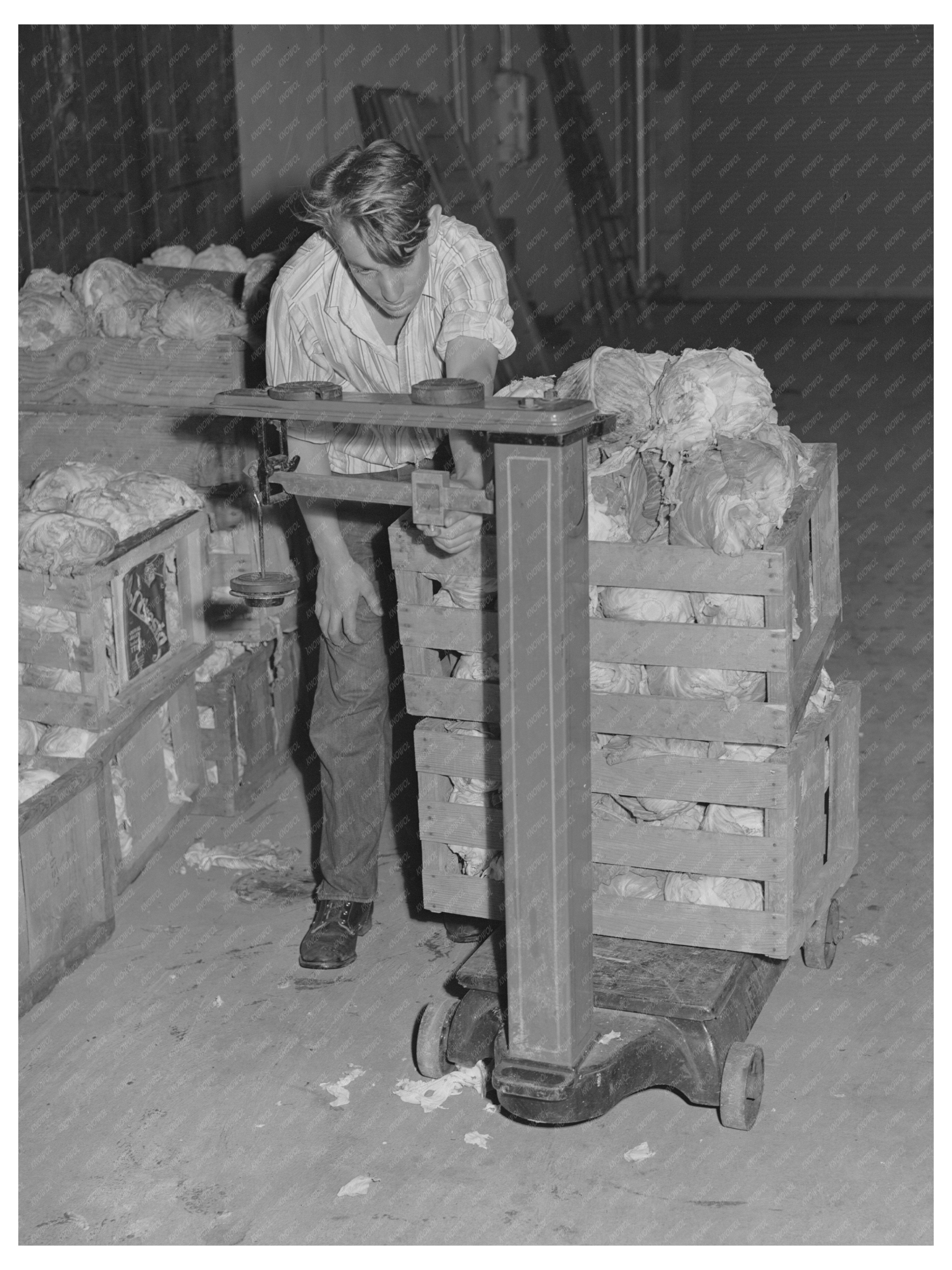 Workers Weighing Cabbage for Dehydration June 1942