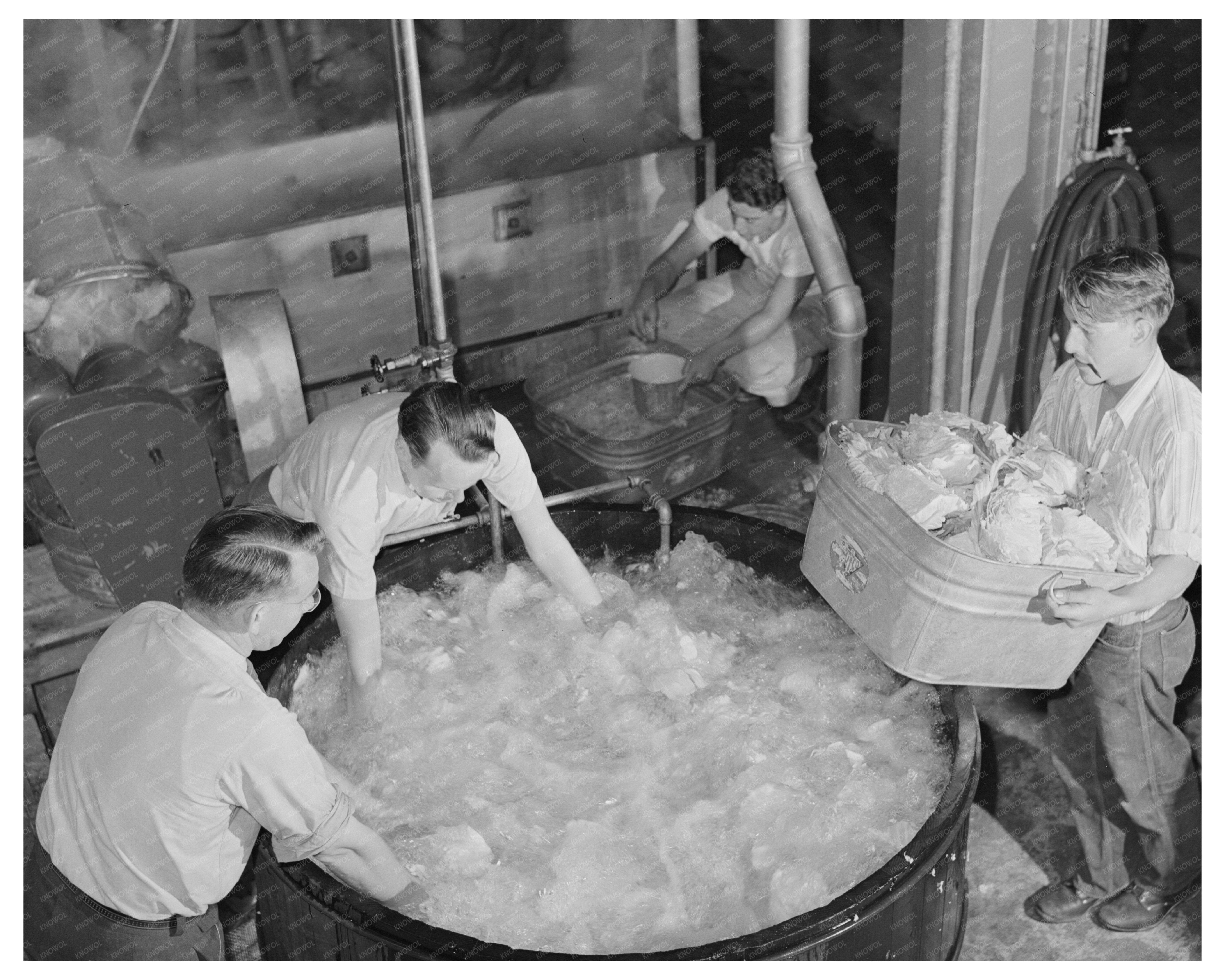 Washing Cabbage for Dehydration June 1942 Albany California
