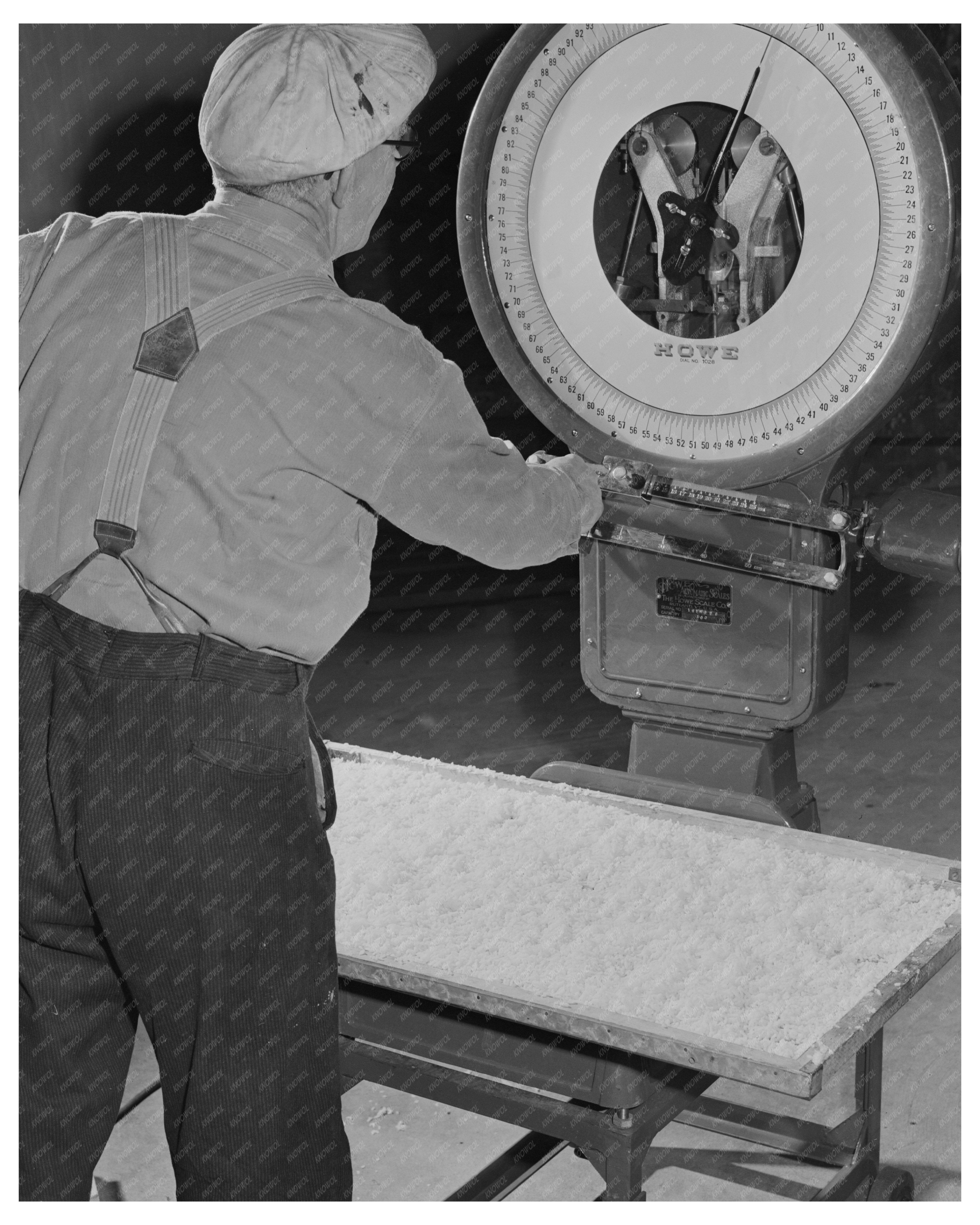 Technician Weighing Dehydrated Potatoes Albany 1942