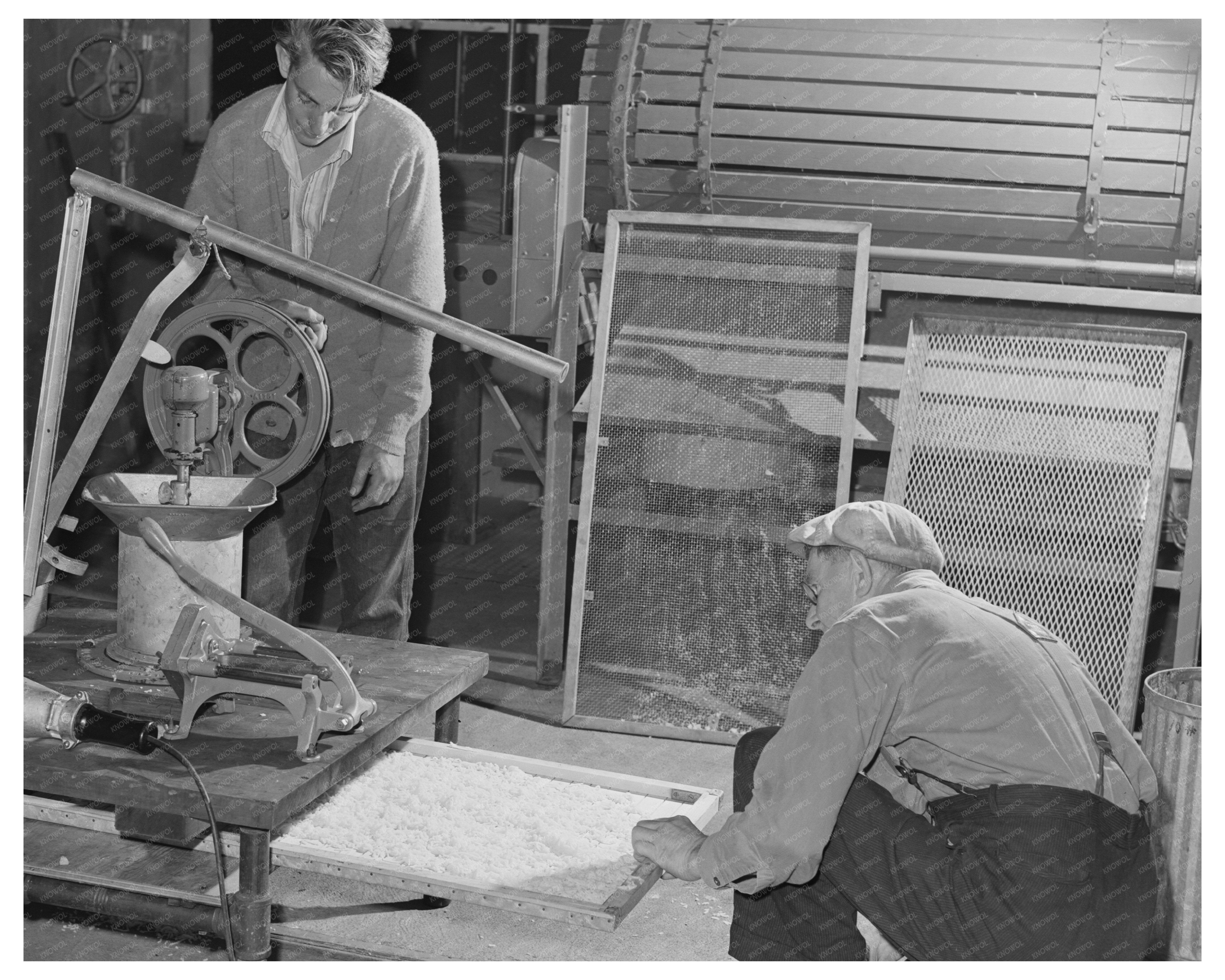 Potato Dicing for Dehydration June 1942 Albany California