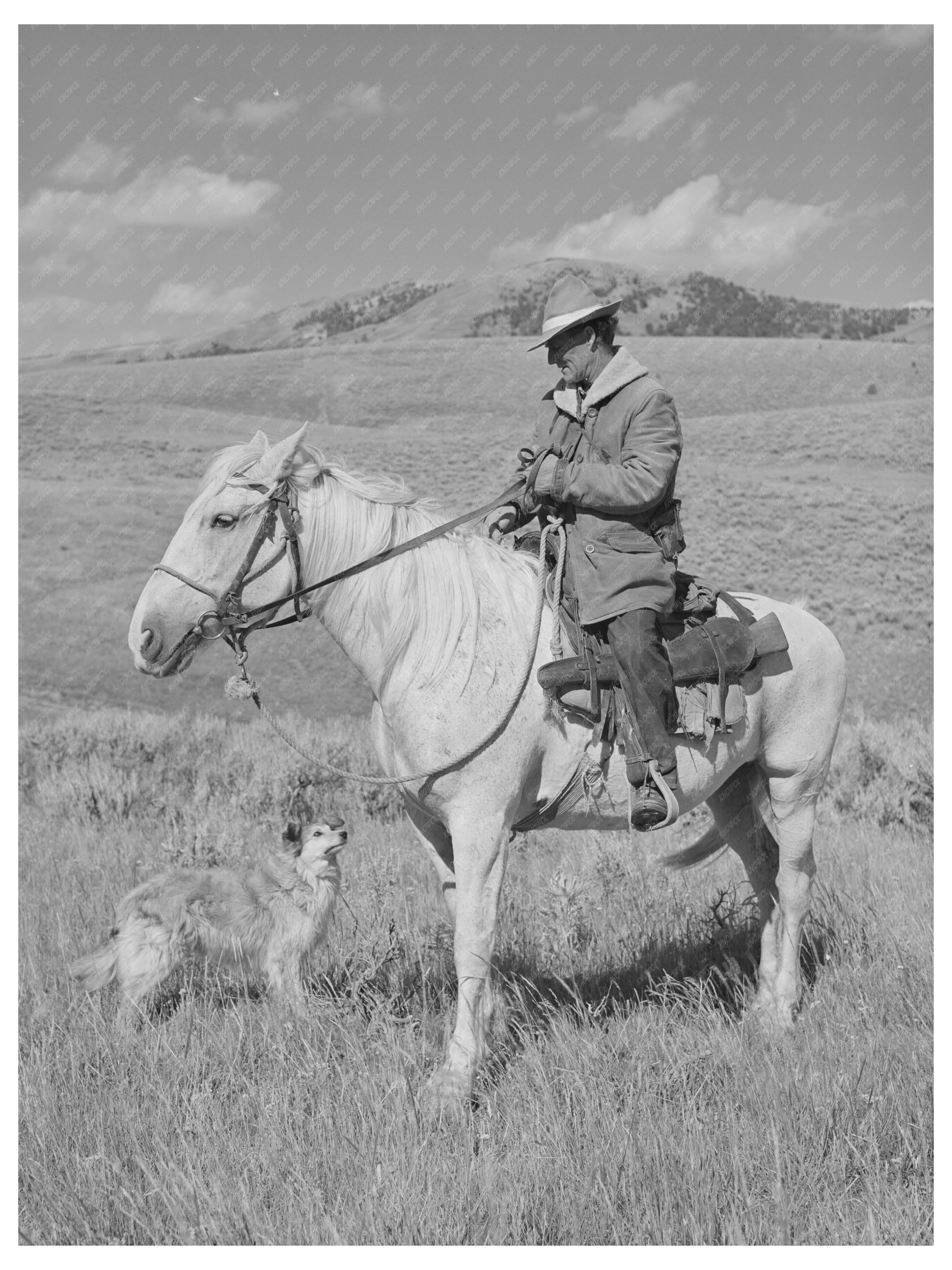 Sheepherder in Gravelly Range Montana August 1942