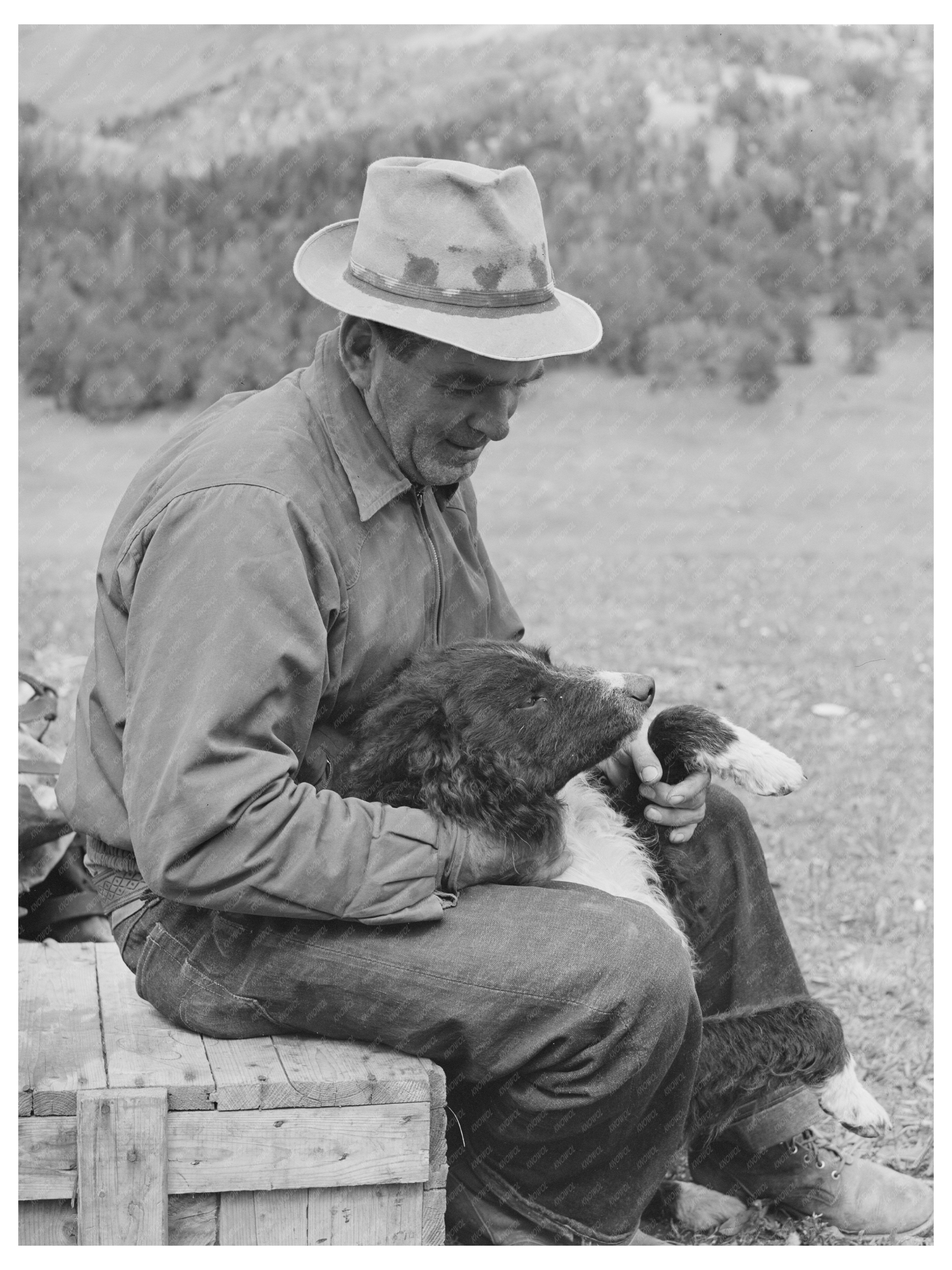 Sheepherder with Dog in Gravelly Range Montana 1942