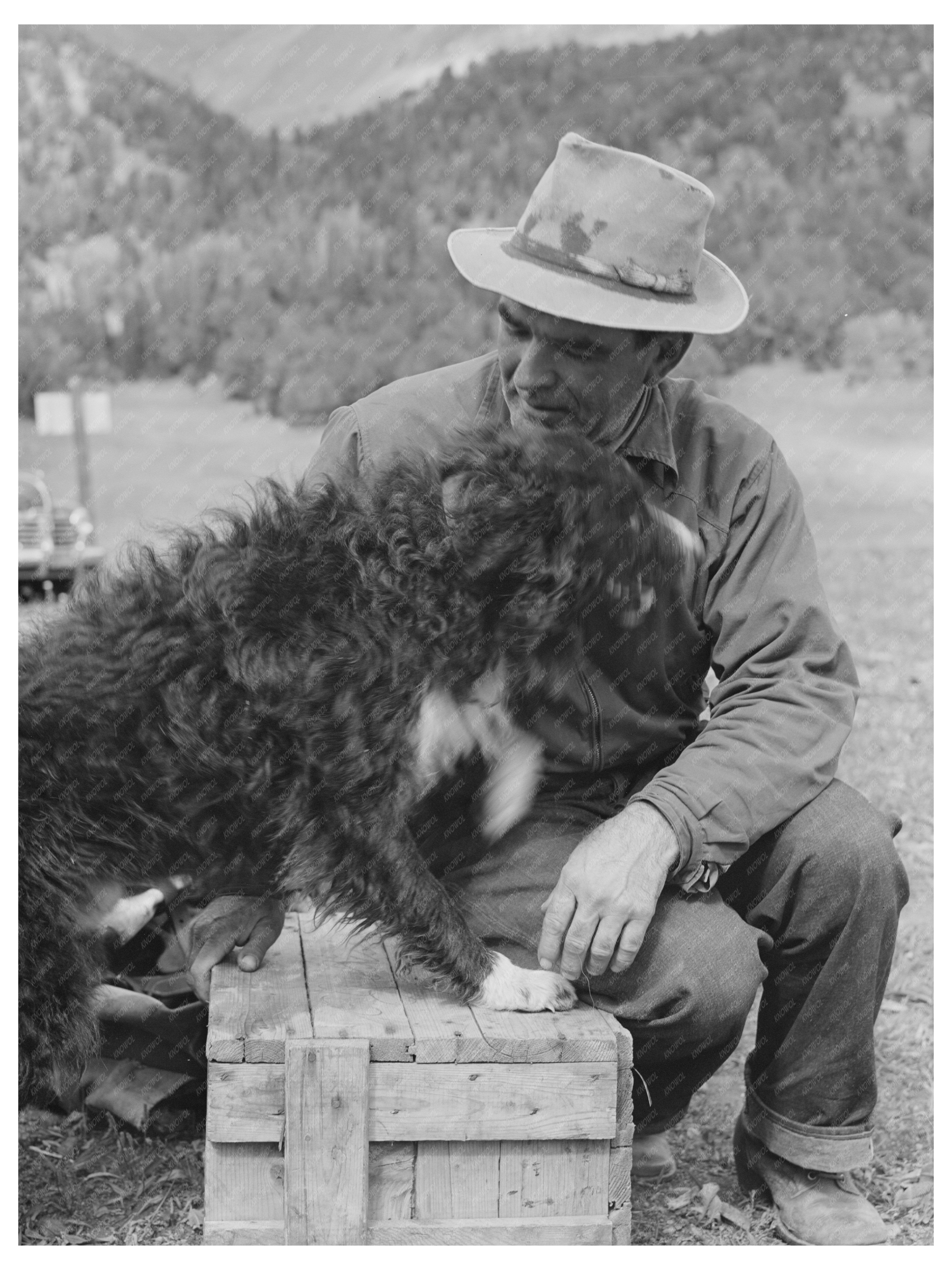 Sheepherder with Dog in Madison County Montana 1942