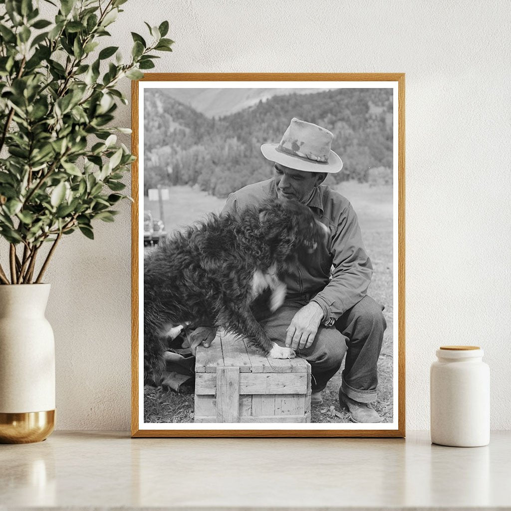 Sheepherder with Dog in Madison County Montana 1942