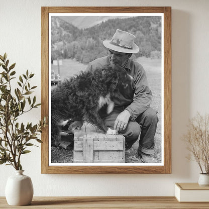 Sheepherder with Dog in Madison County Montana 1942