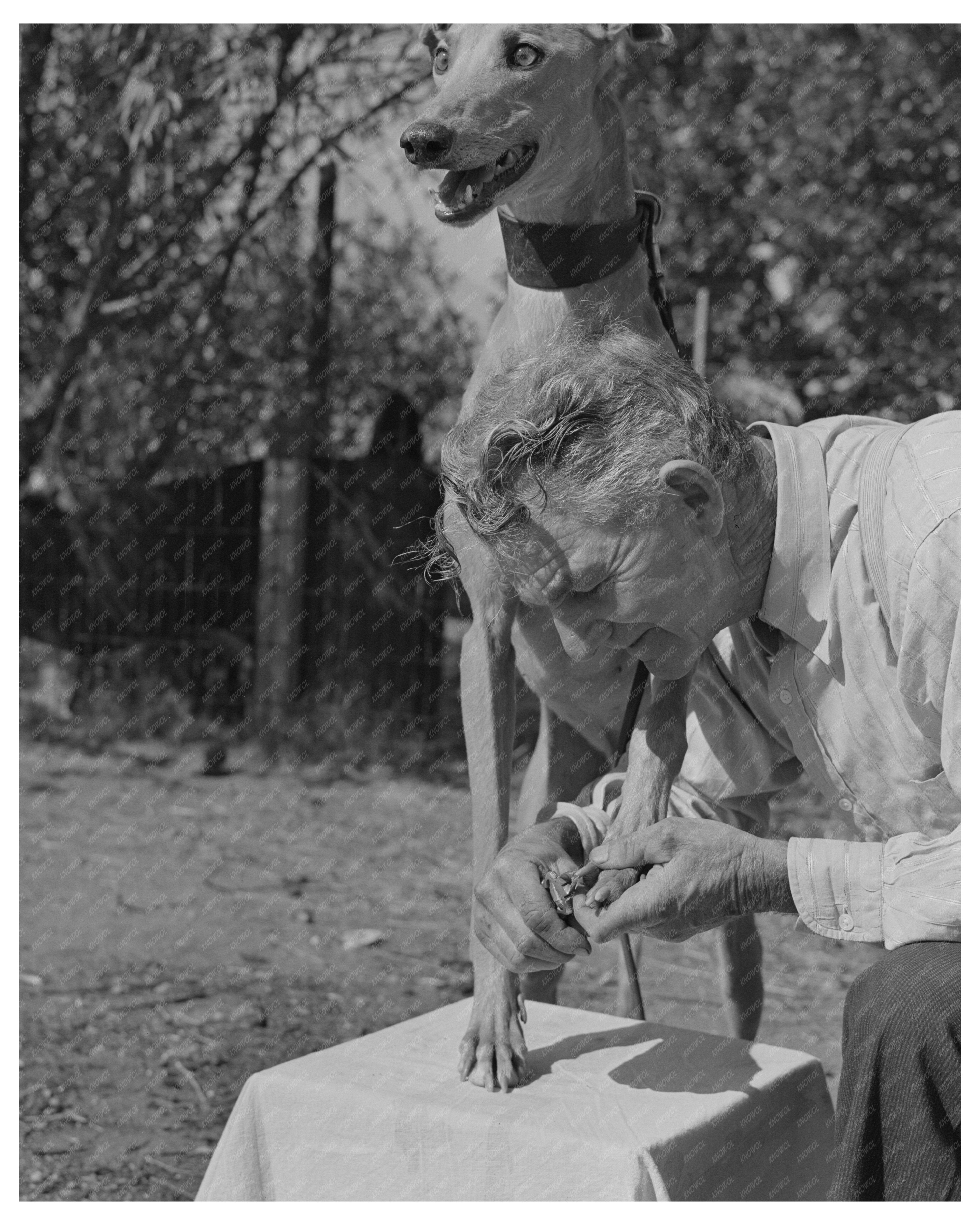 John D. Eddy with Petaluma Gold Greyhound 1942