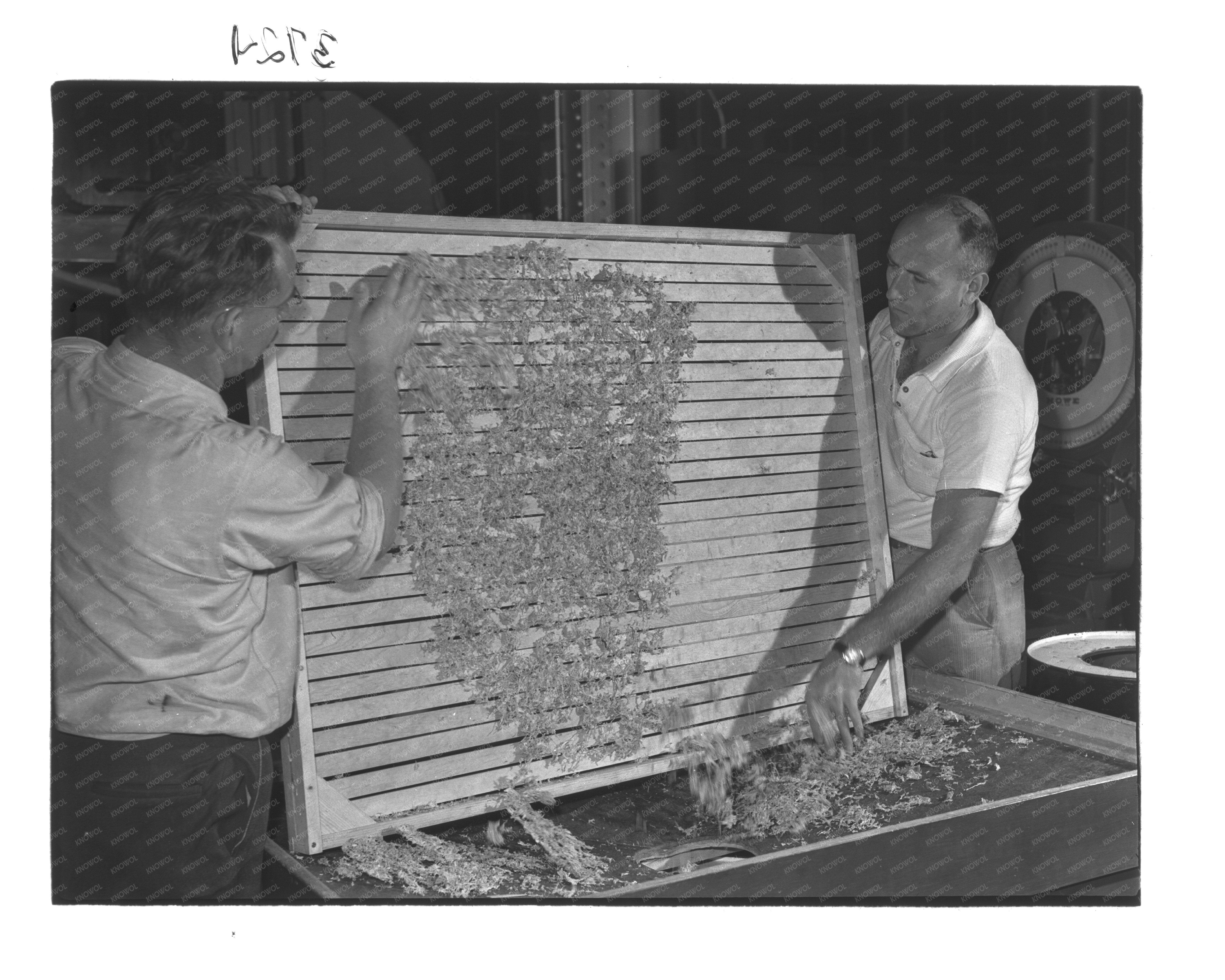Dehydrated Cabbage Processing June 1942 Agriculture Research
