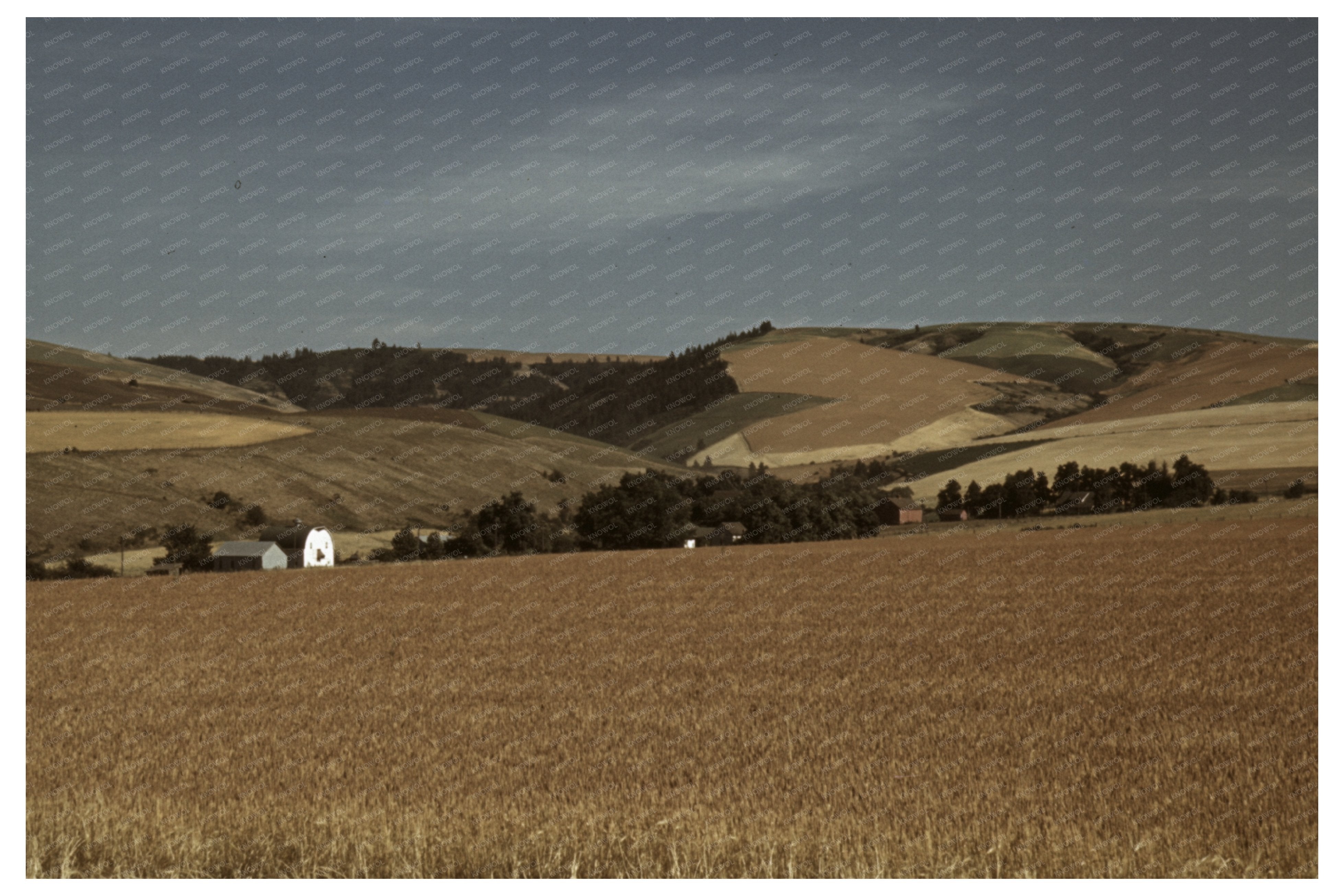 Wheat Farm in Walla Walla Washington July 1941