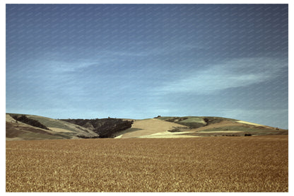 Wheat Field in Walla Walla Washington July 1941