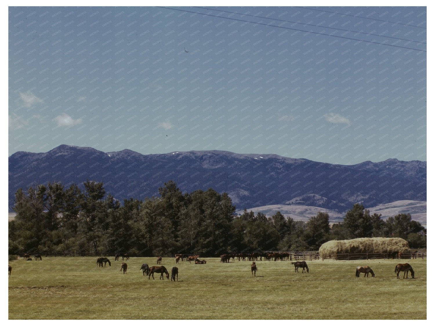 Horse Breeding Ranch in Grant County Oregon July 1942