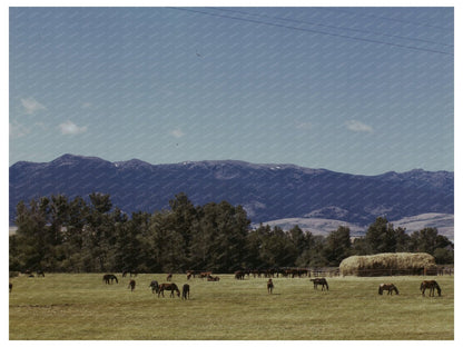 Horse Breeding Ranch in Grant County Oregon July 1942