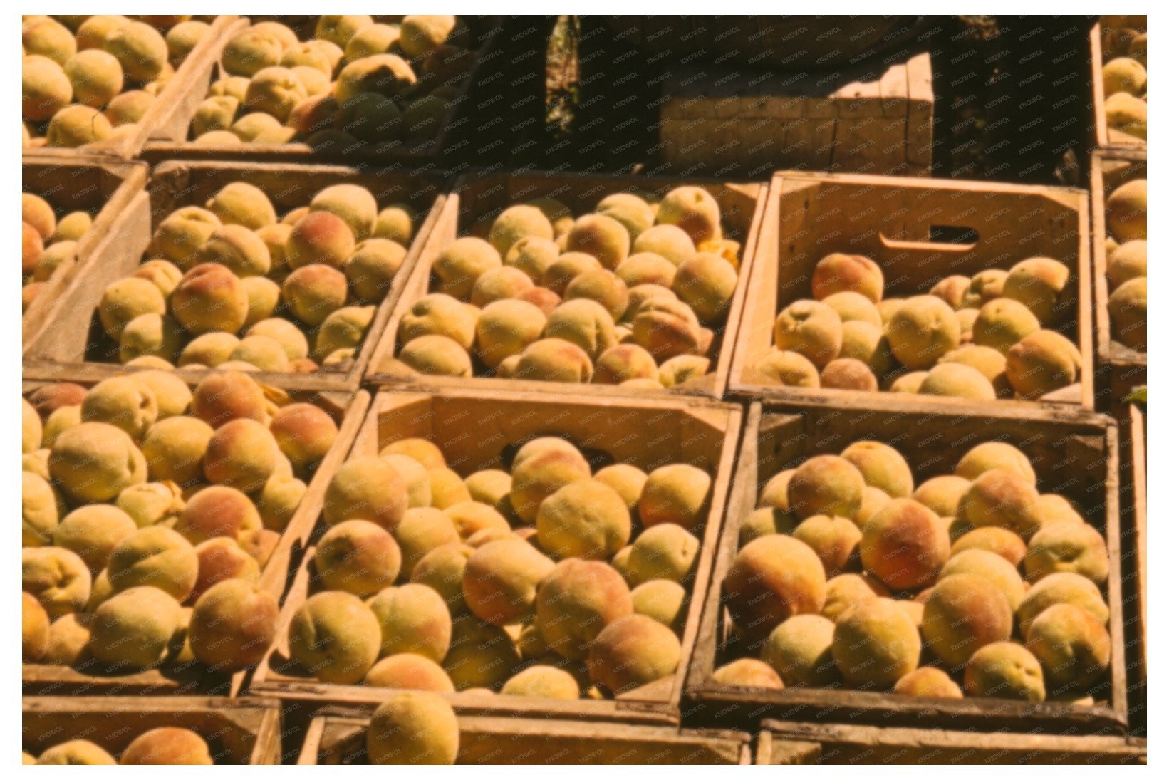 Workers Hauling Peaches in Delta County Colorado 1940