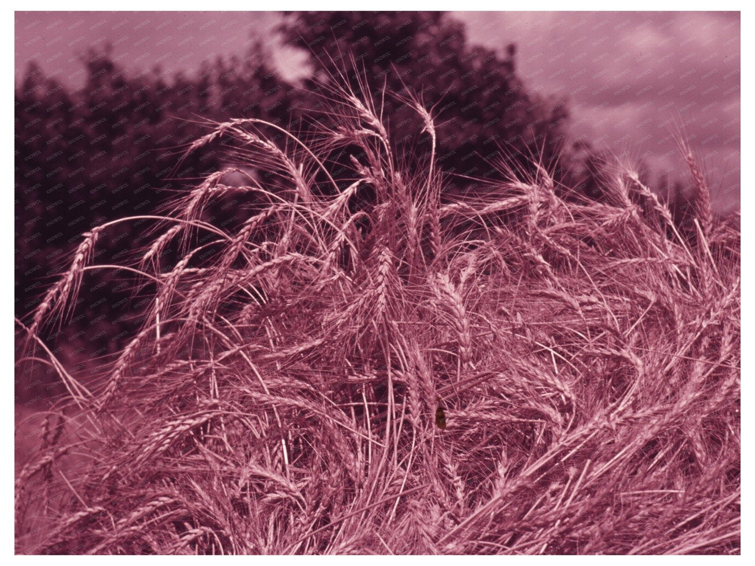 Wheat Fields near Muskogee Oklahoma 1939 1940