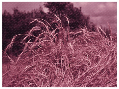 Wheat Fields near Muskogee Oklahoma 1939 1940
