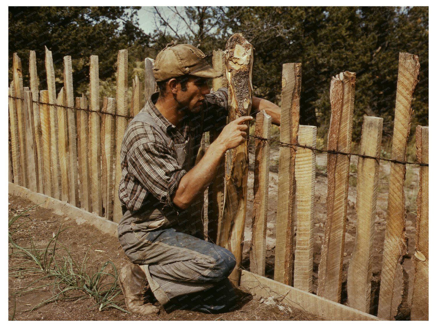 Jack Whinery Repairing Fence in Pie Town New Mexico 1940