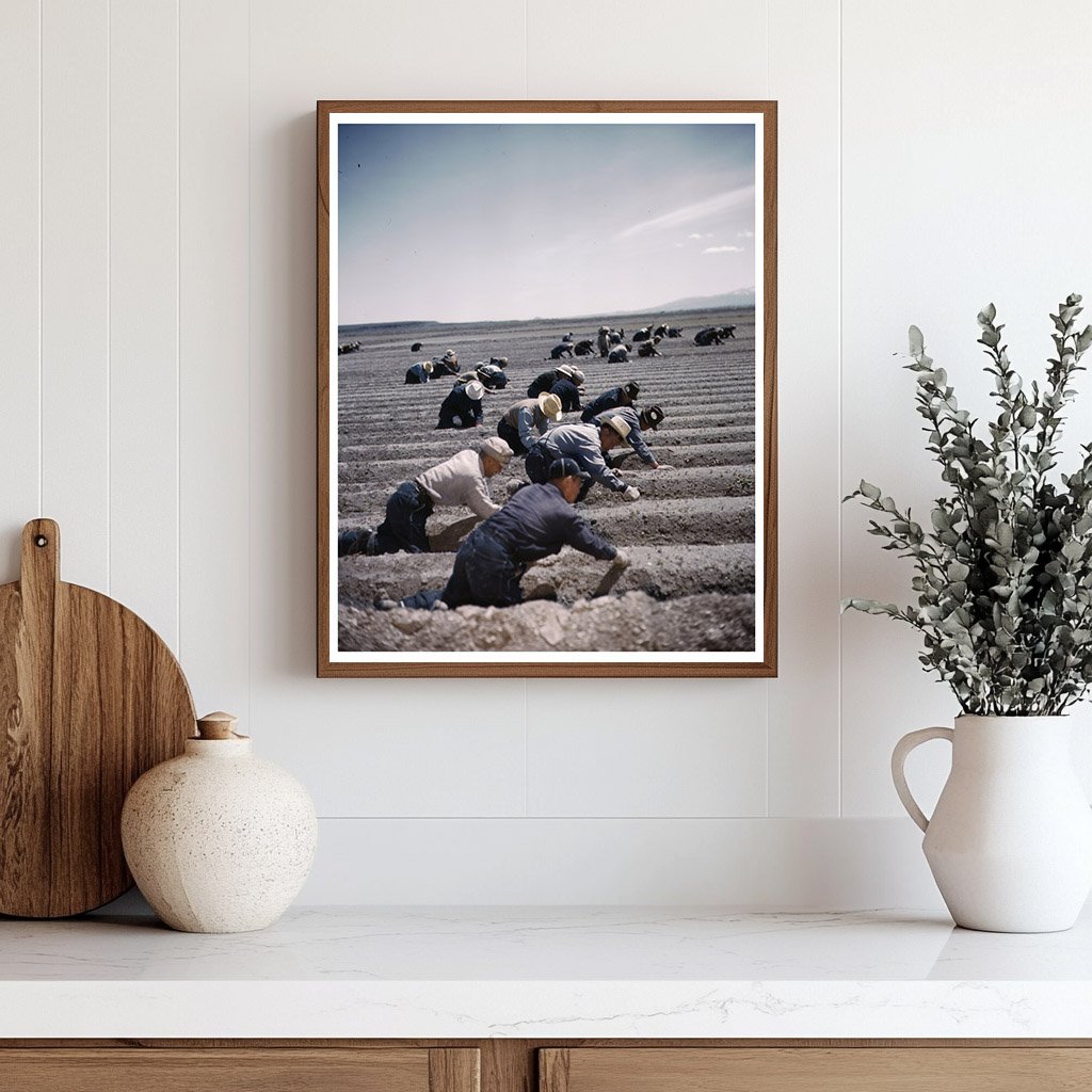 Tule Lake Relocation Center Japanese Americans Farming 1942