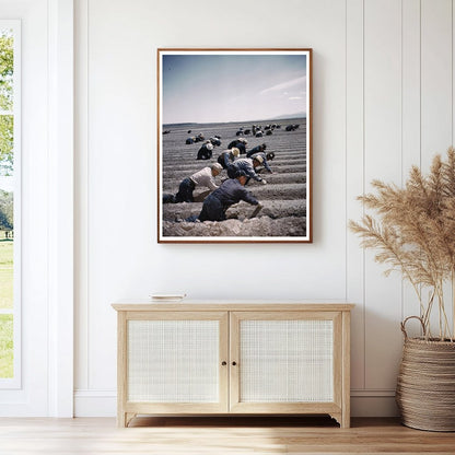 Tule Lake Relocation Center Japanese Americans Farming 1942