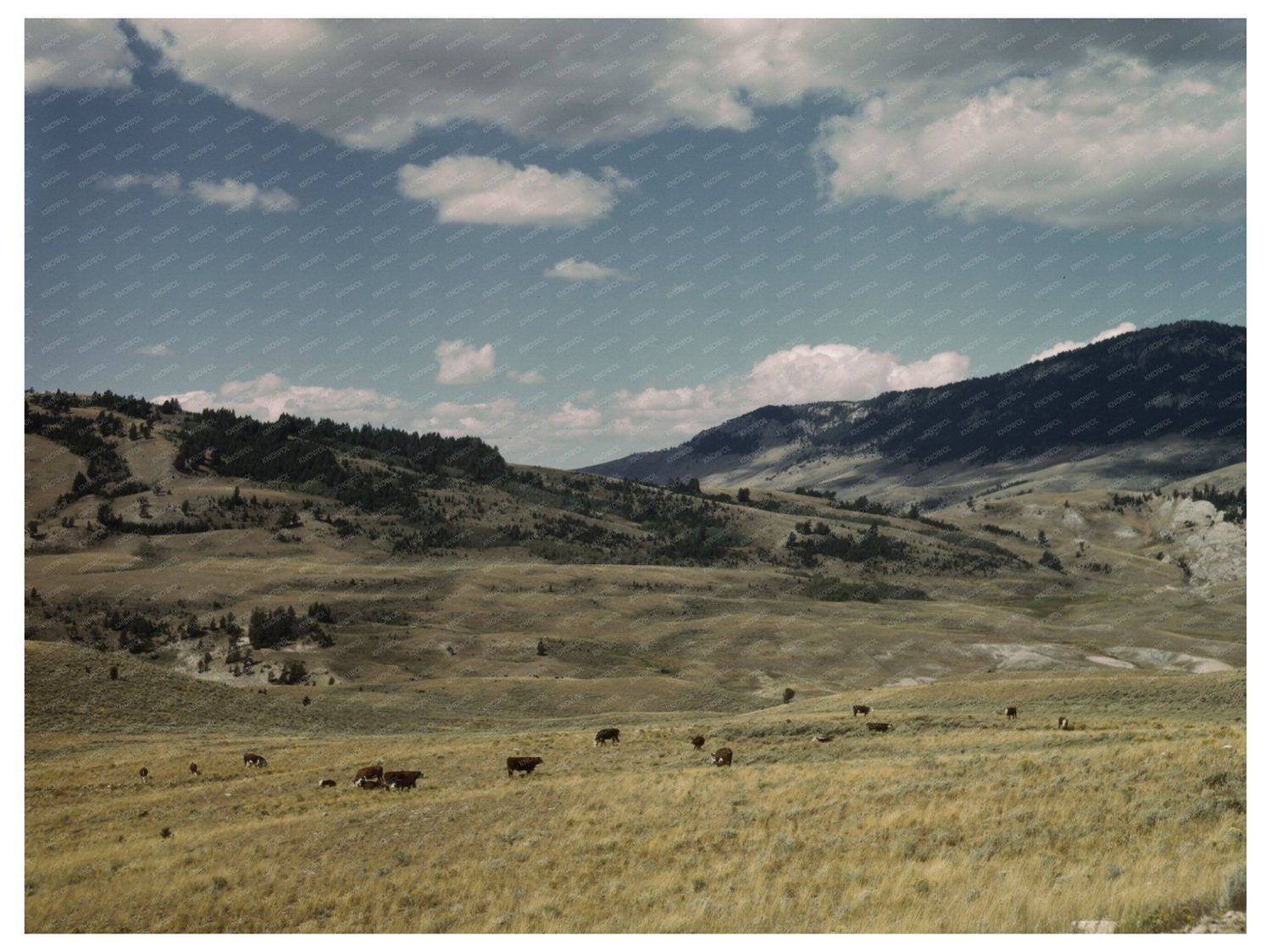Cattle Grazing on Gravelly Range Montana August 1942