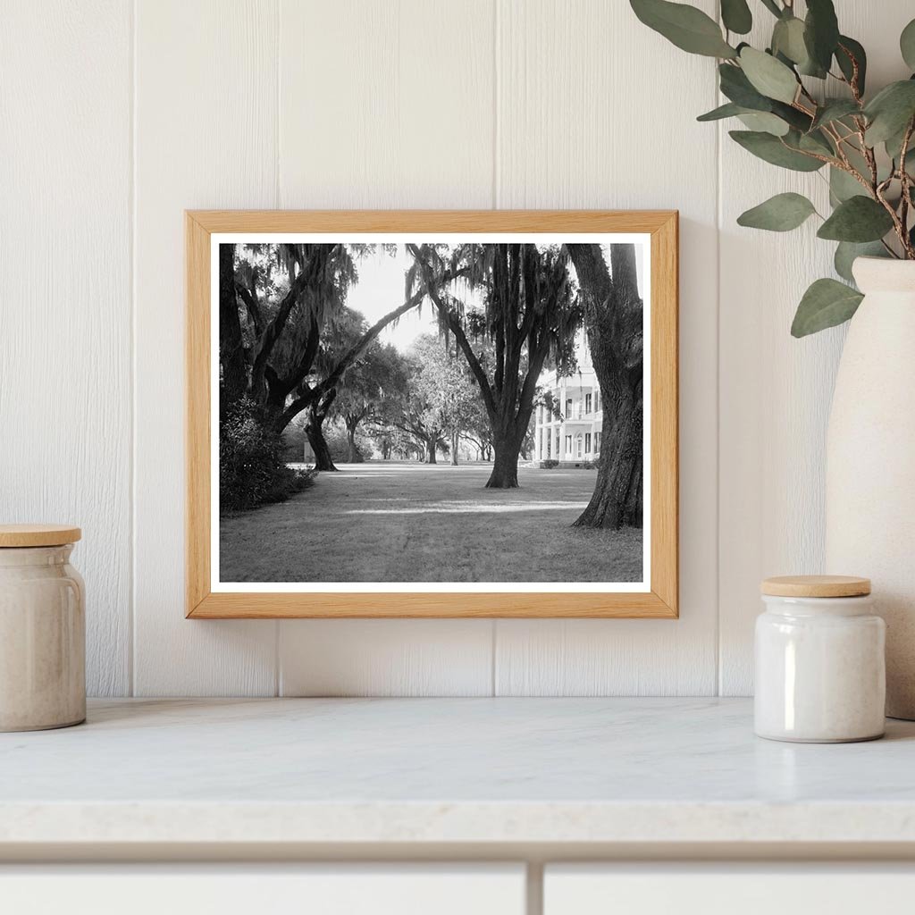 Chatham County Plantation, Savannah, Georgia, 1953