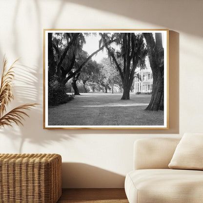 Chatham County Plantation, Savannah, Georgia, 1953