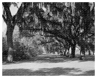 Henry Ford Estate, Savannah GA, Early 1900s Photo