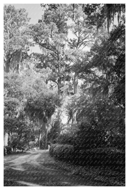 Wormsloe Plantation, Savannah, GA - Historic 1939 Photograph