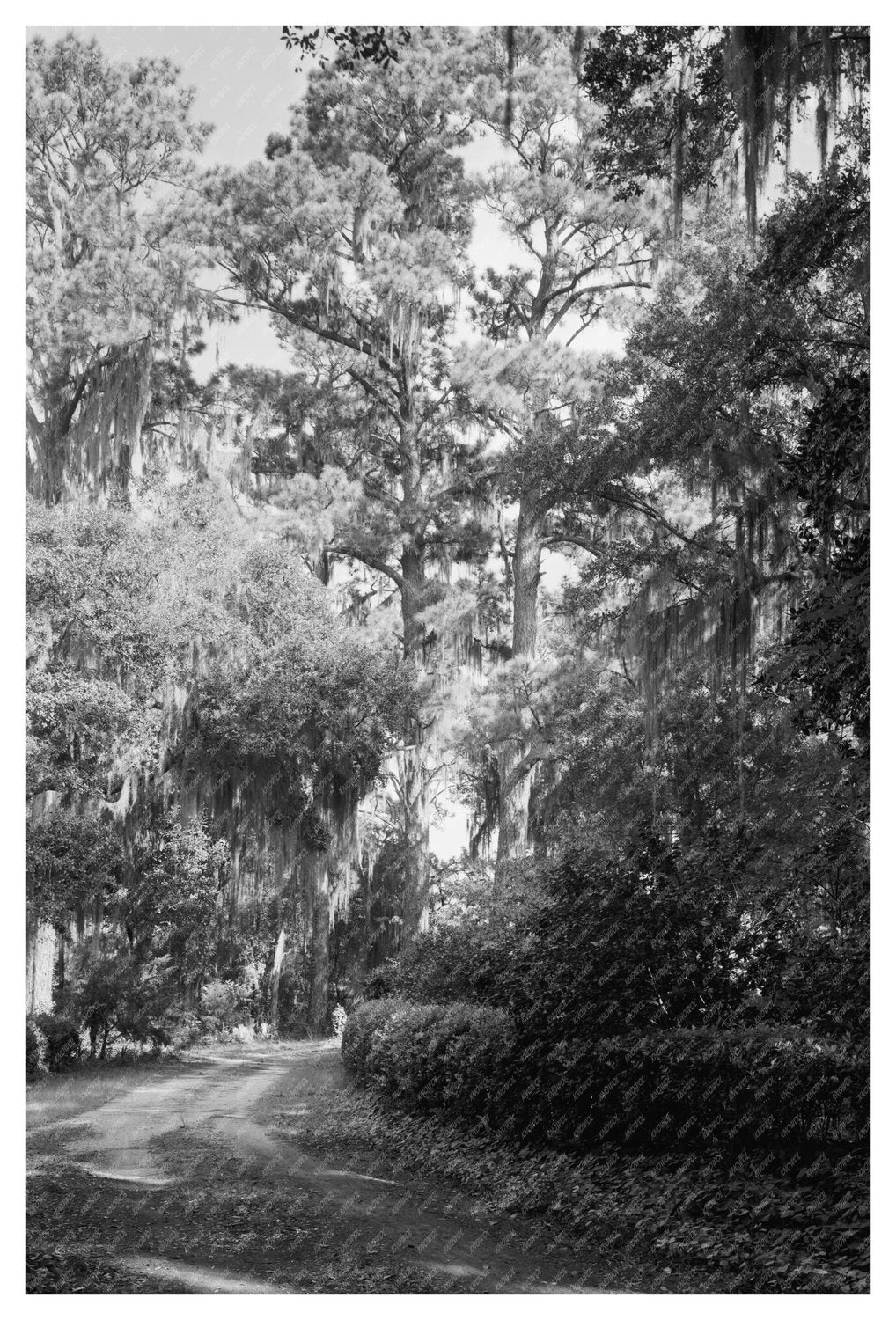 Wormsloe Plantation, Savannah Vic - Historic 1939 Image