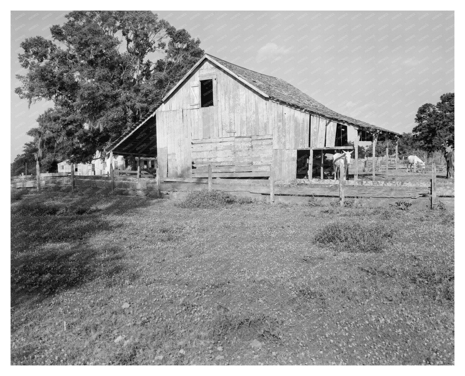 New Iberia, Louisiana Rural Life Scene 20th Century Photo