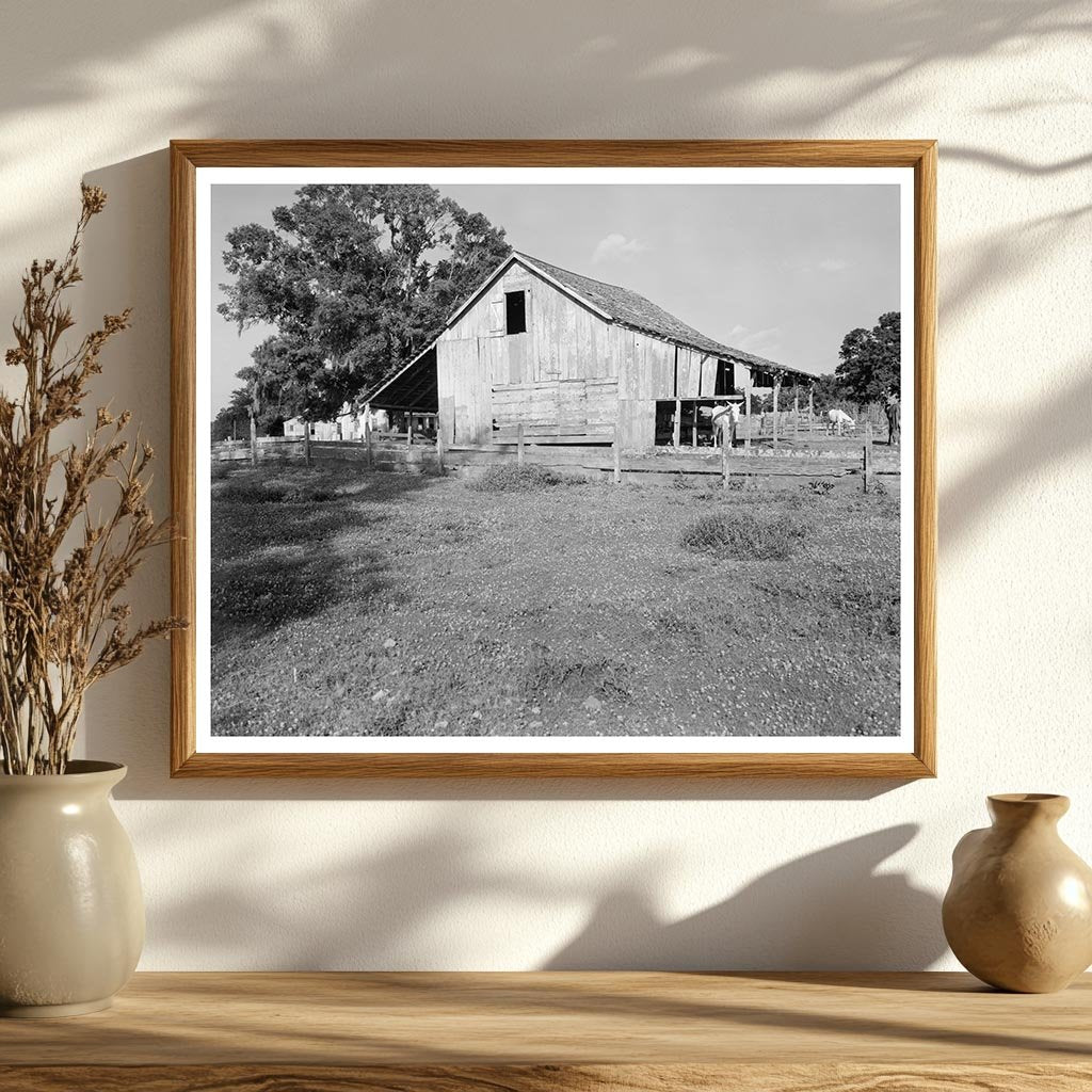 New Iberia, Louisiana Rural Life Scene 20th Century Photo