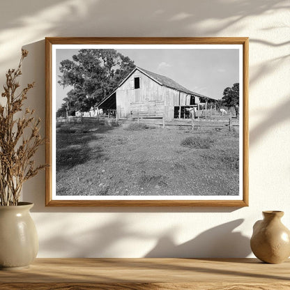 New Iberia, Louisiana Rural Life Scene 20th Century Photo
