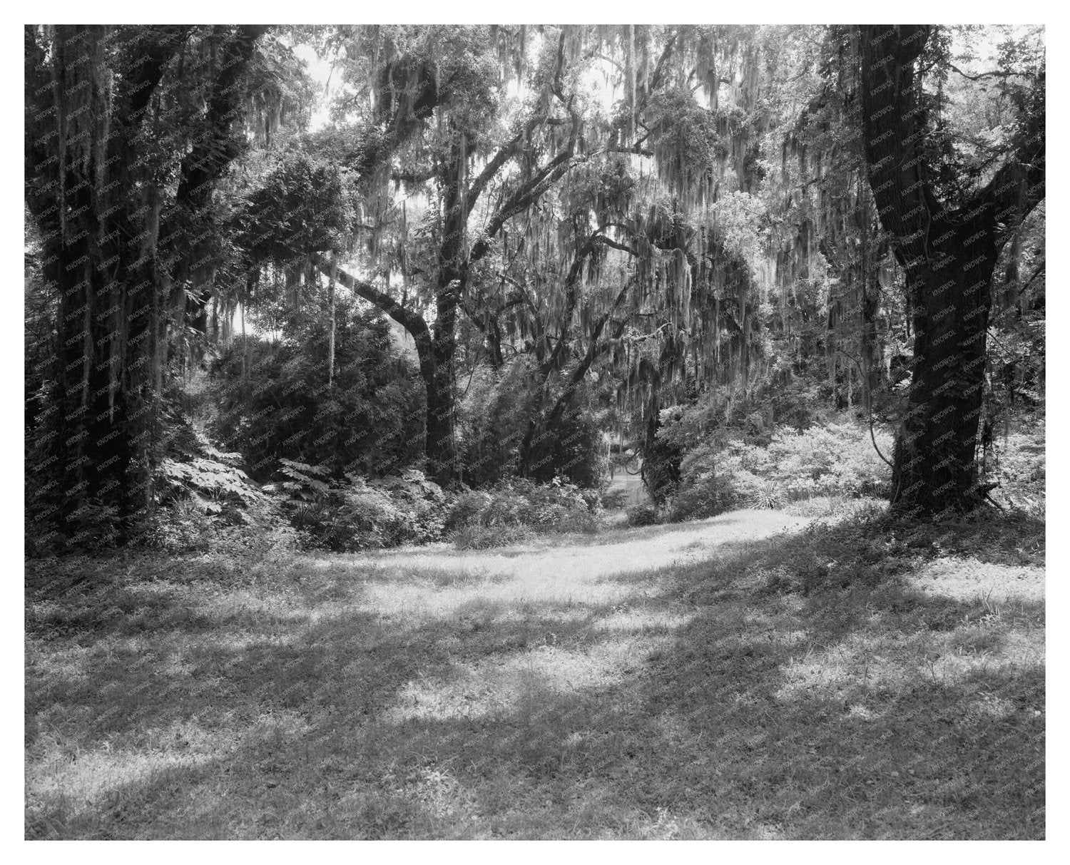 New Iberia, LA: Wm. Weeks Hall Vintage Photo, 1953