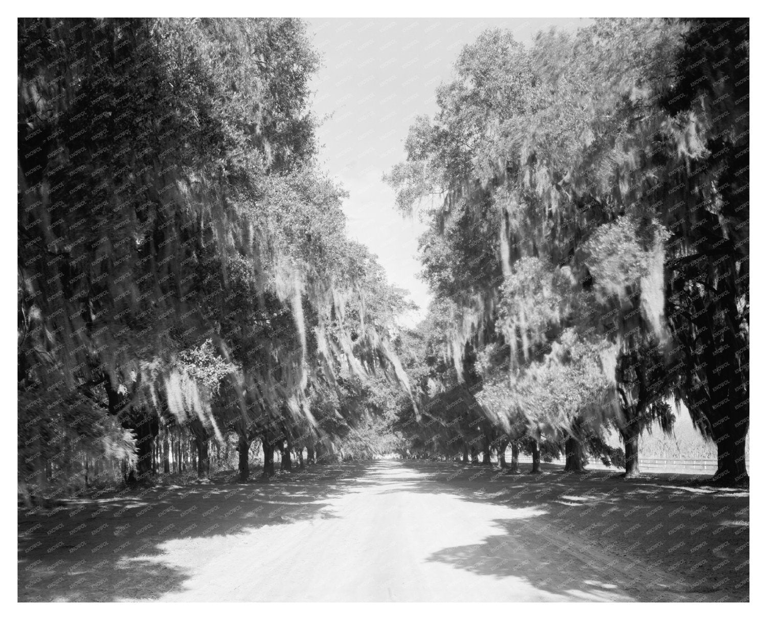 Mount Pleasant SC Vintage Photo from 1938
