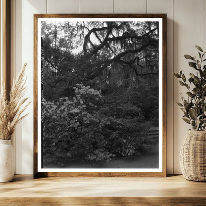 Charleston SC Gardens Vintage Photo, 1938