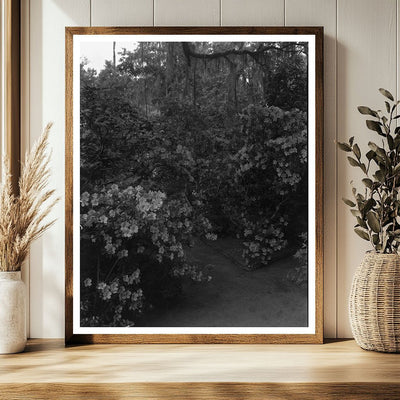 Charleston Garden Scene, South Carolina, 1938