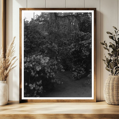 Charleston Garden Scene, South Carolina, 1938