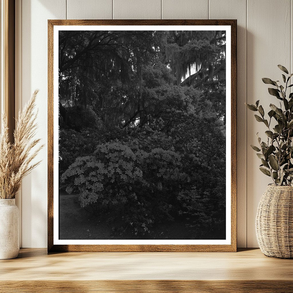 Charleston SC Garden Scene, Mid-20th Century