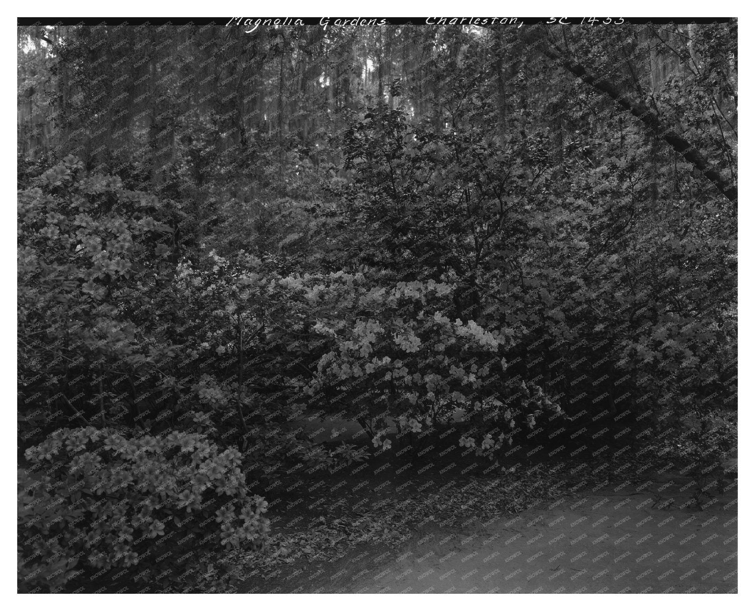 Charleston Gardens, SC 1938: A Vintage Landscape Photo