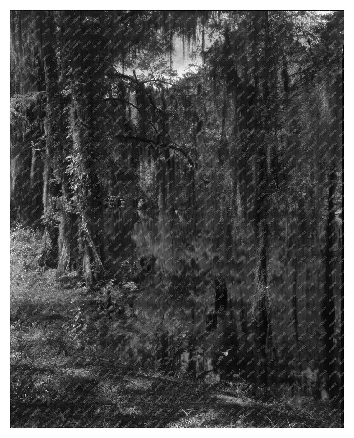 Historic Ashley River, Dorchester County, SC 1755 Image