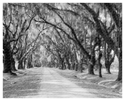 1820 Plantation in Sheldon, SC - Historic Photograph 1938