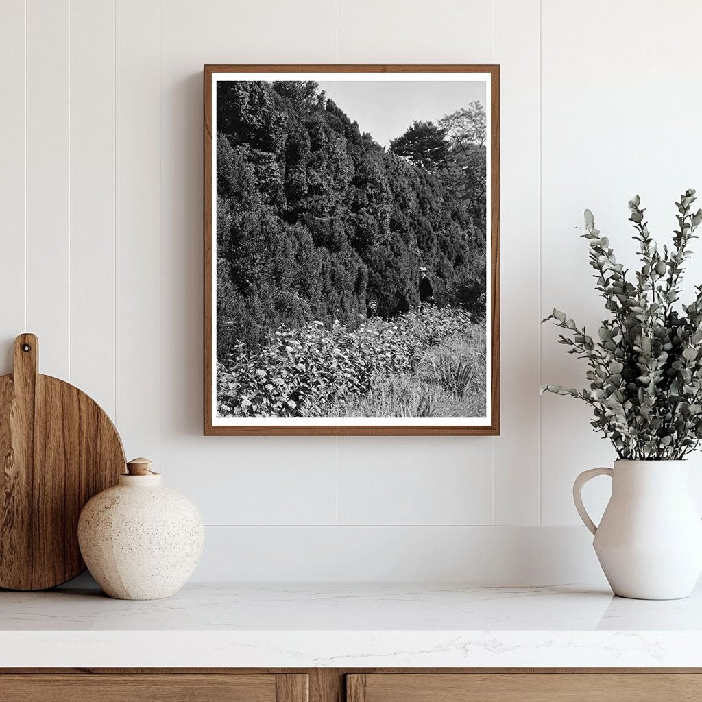 Historic Dr. Thomas Walker House, Charlottesville, VA 1764