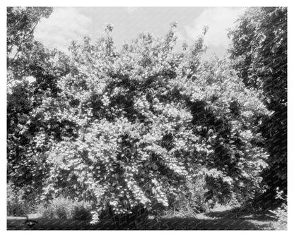 1850 Structure in Green Mountain, Virginia: Historical Insig