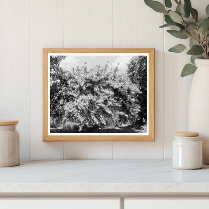 1850 Structure in Green Mountain, Virginia: Historical Insig