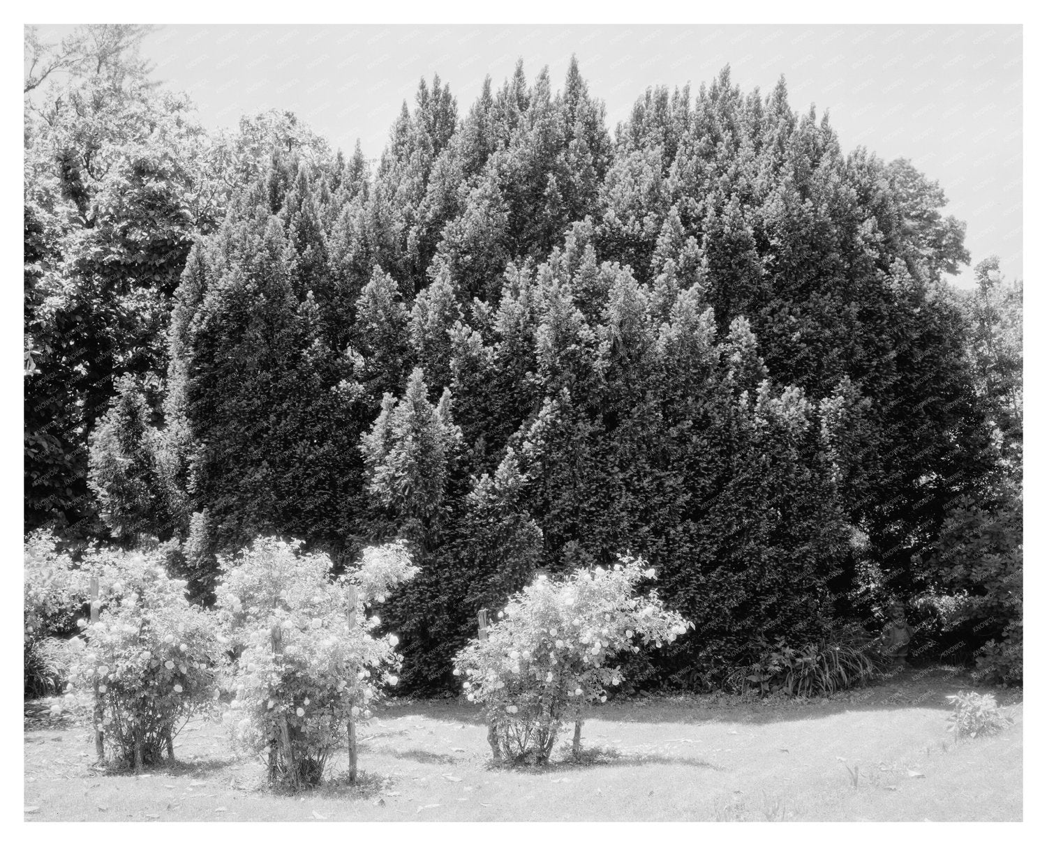 Historic Green Mountain Lodge, Albemarle VA, 1850