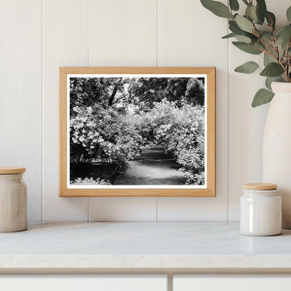 1953 Vintage Photo of Green Mountain, Virginia Heritage