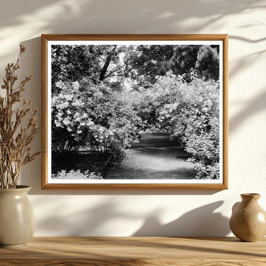 1953 Vintage Photo of Green Mountain, Virginia Heritage
