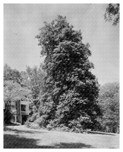 Albemarle County, VA Architecture, 1850 Historical Image