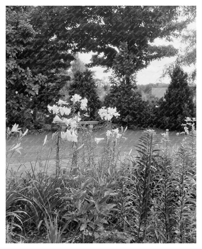 Historic Garden Photo, Greenwood VA, 20th Century