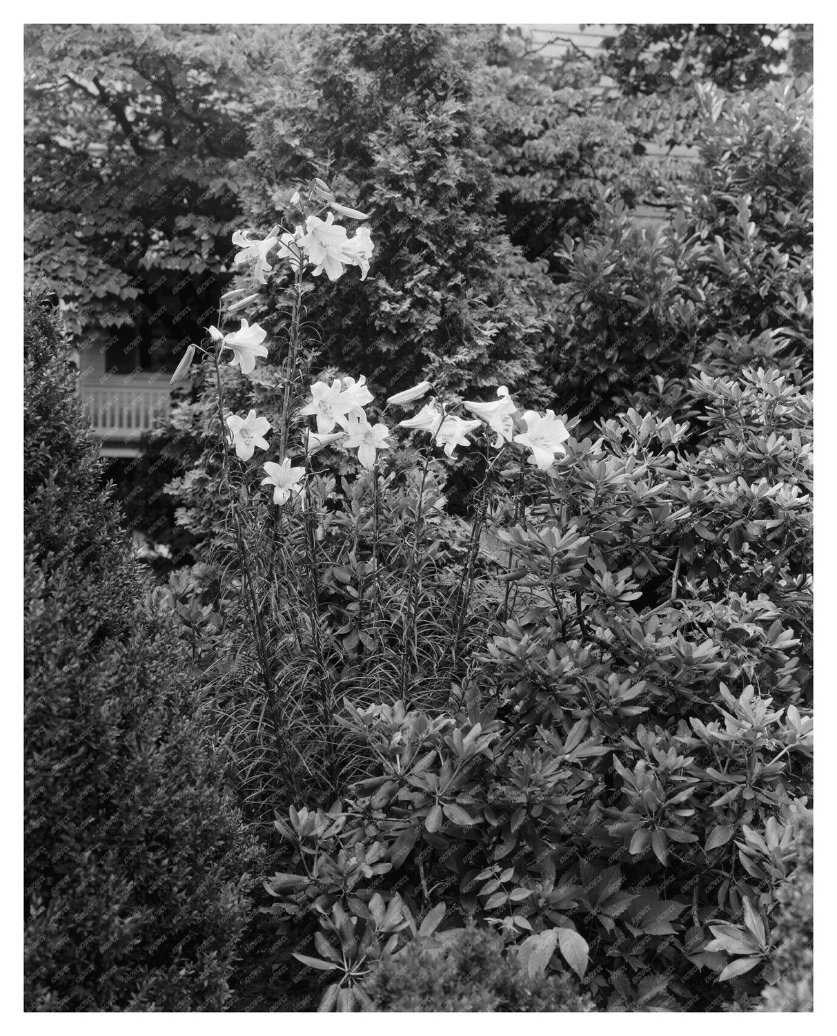 Historic Garden Photo in Greenwood, VA 20th Century