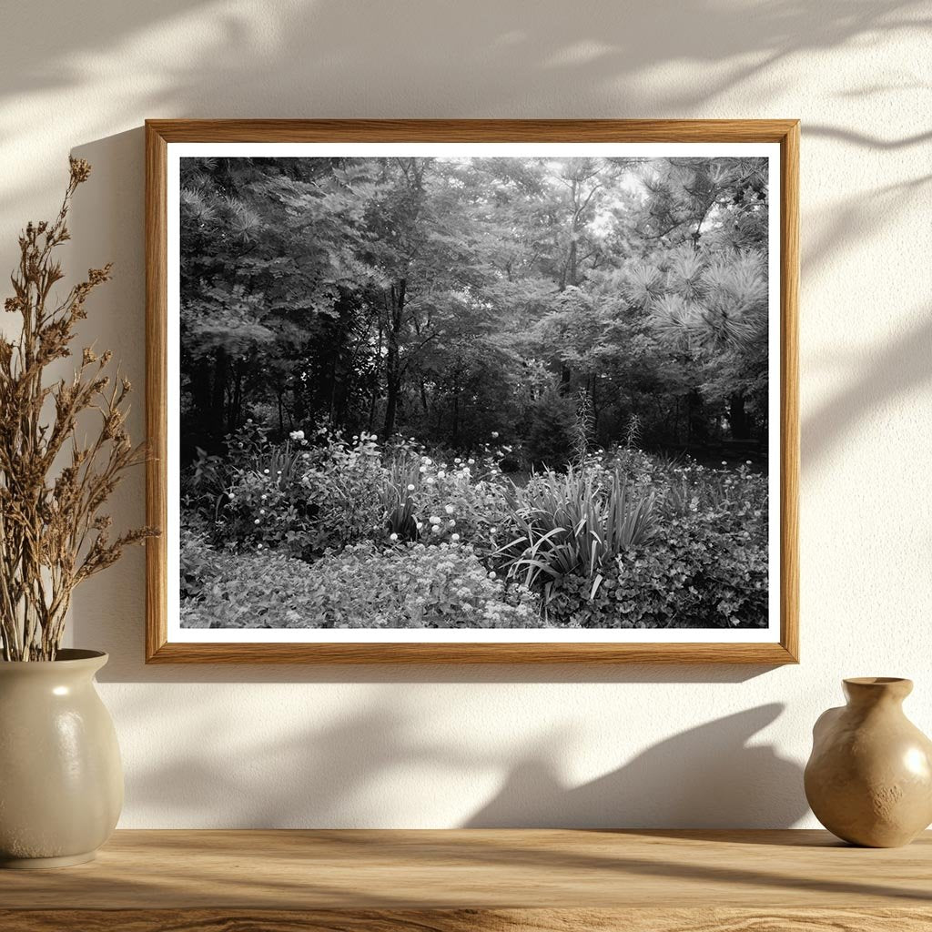 Staunton VA Garden Scene, Mid-20th Century