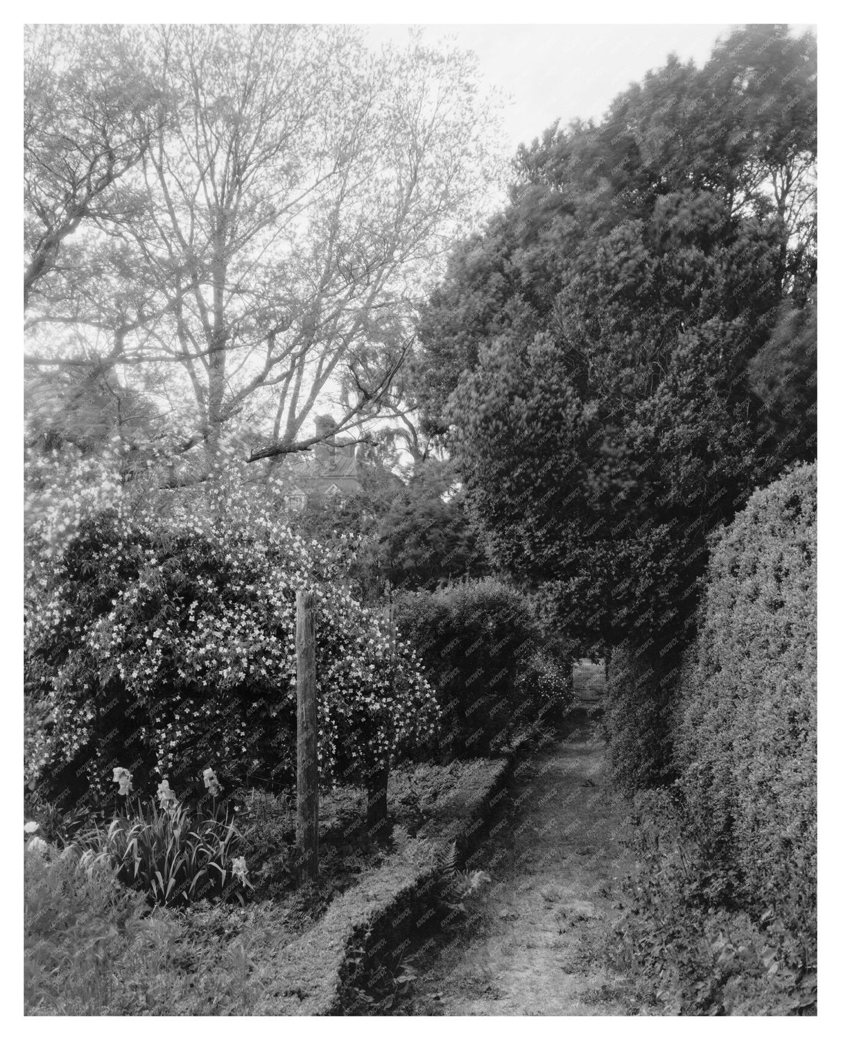 Shirley Plantation, Charles City VA, Historic Image 1650